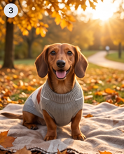 SUNCOO ALFIE DOG JUMPER